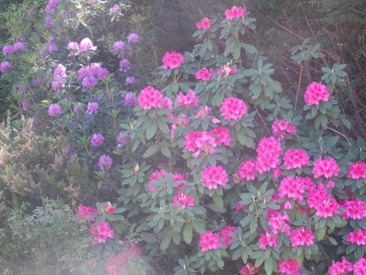 B&B Le Camelie Del Bosco Baiardo ภายนอก รูปภาพ